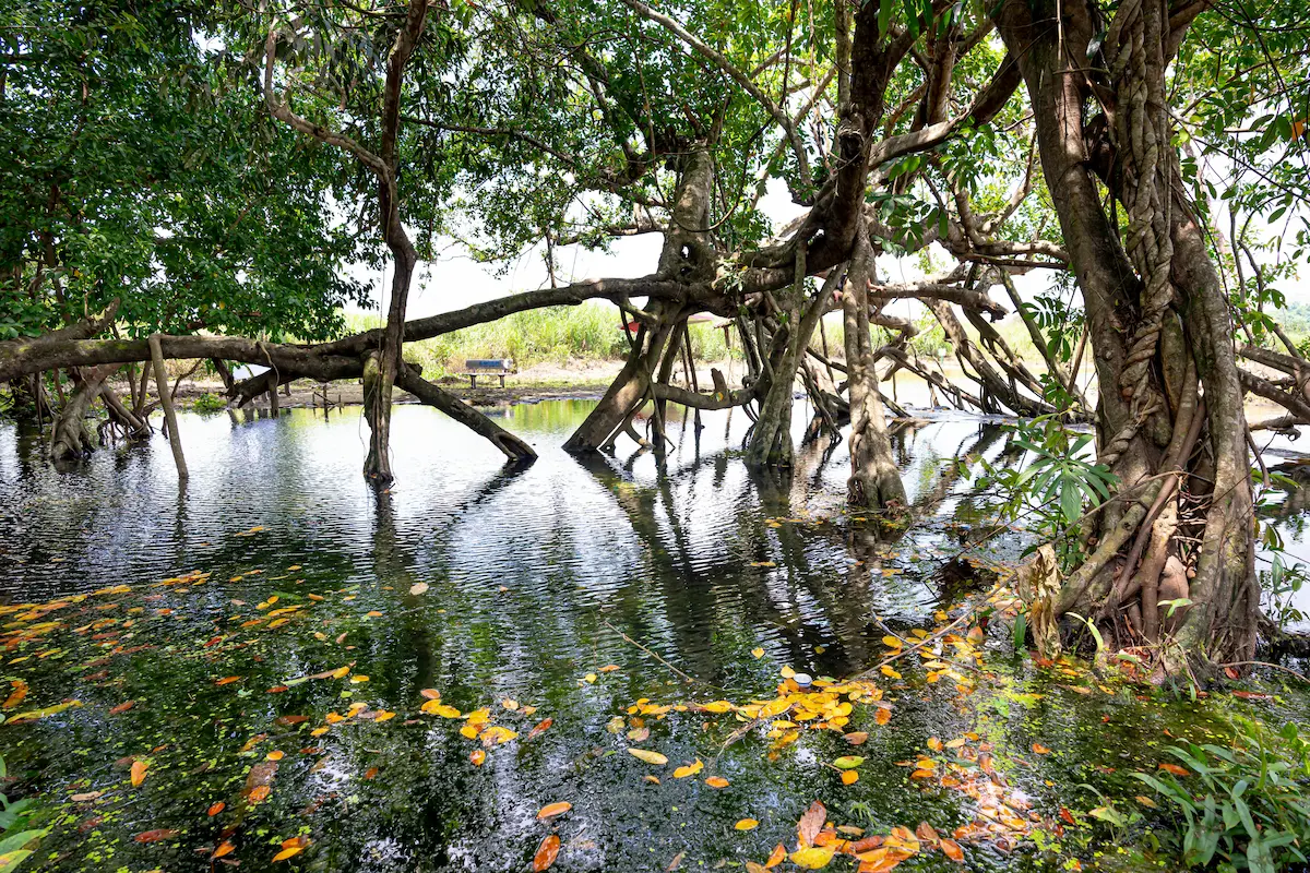 Creek Safaris / Mangrove
