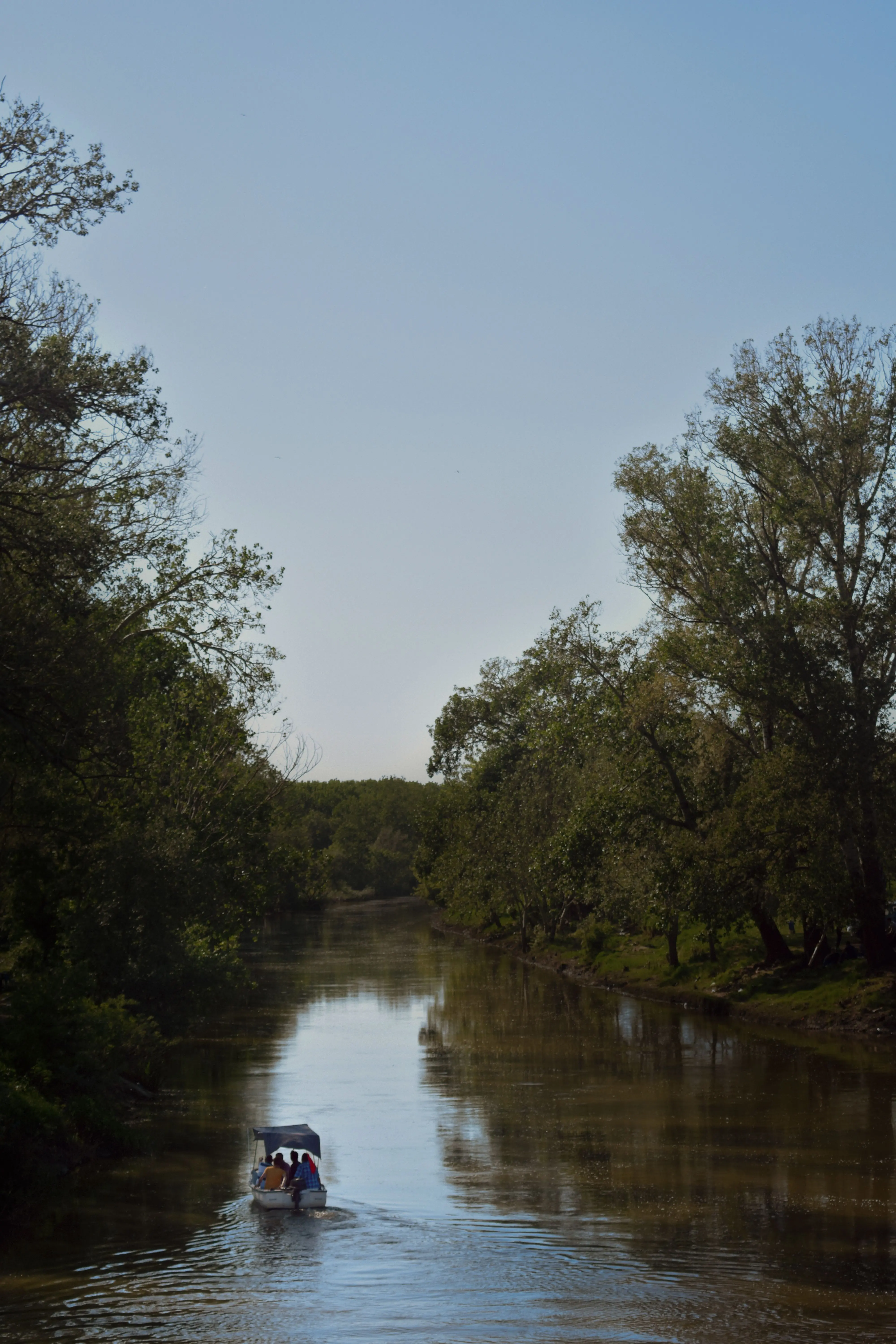 Creek Safaris / Mangrove